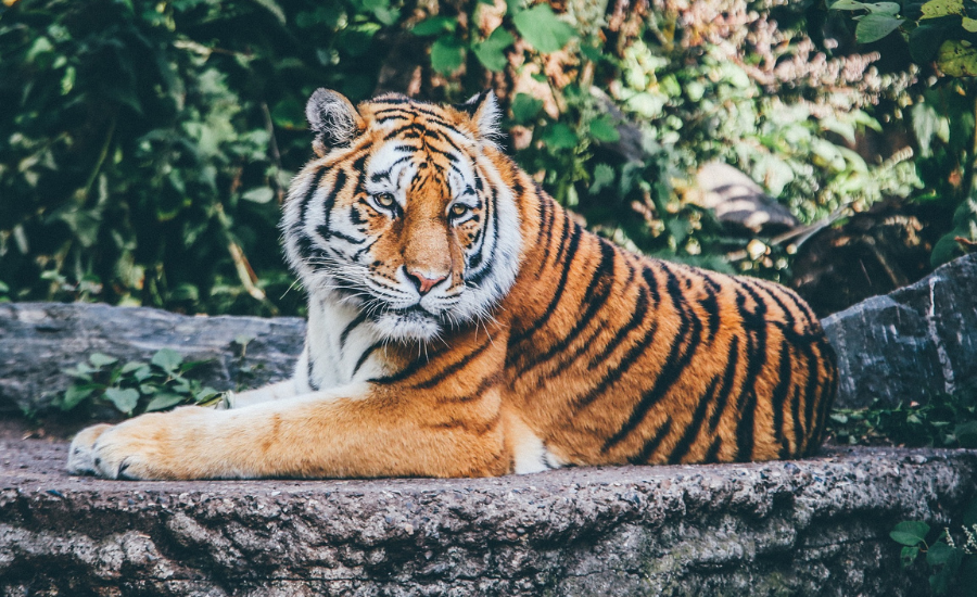 Chhatbir Zoo